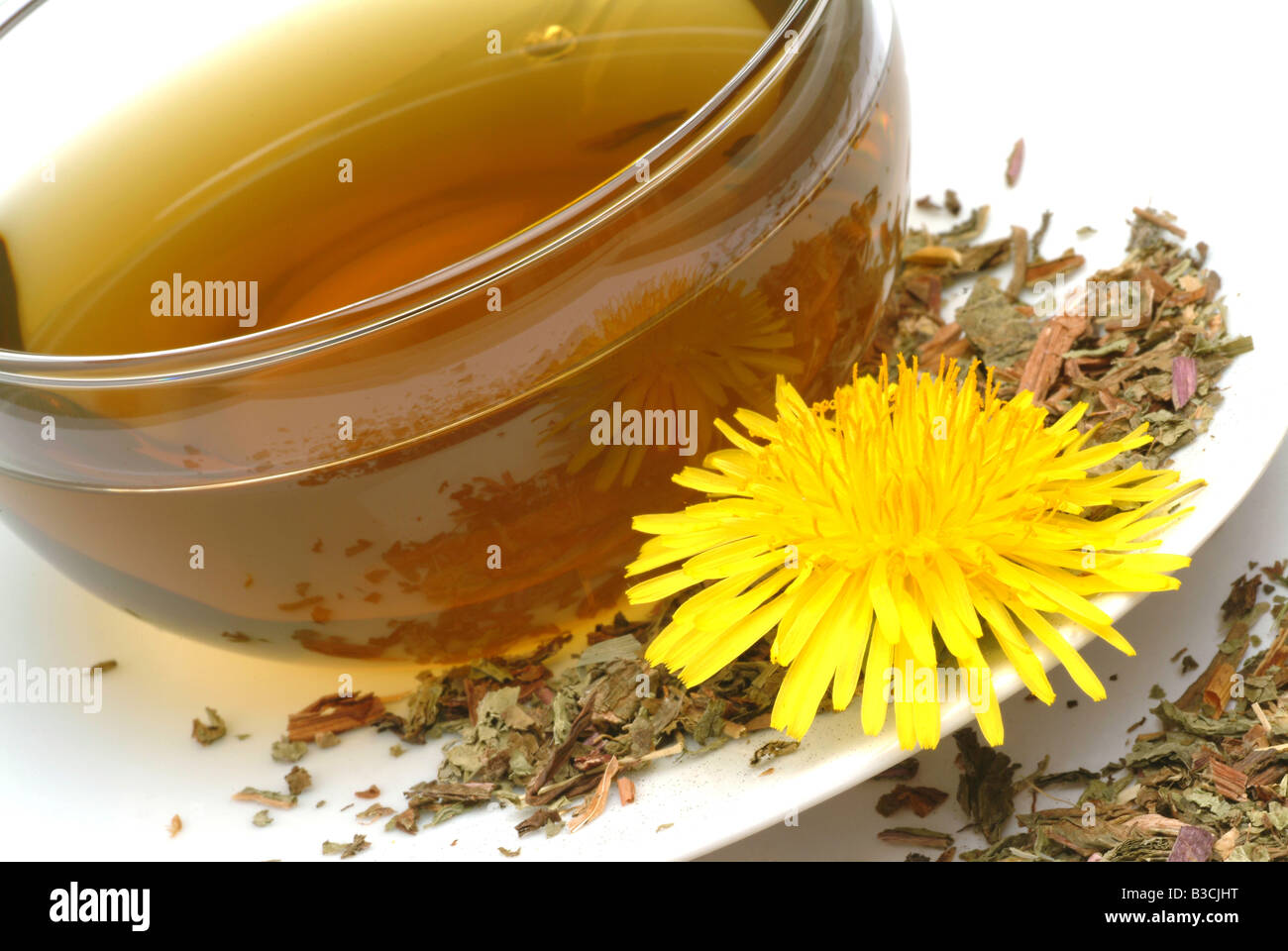 Tè medicinali fatta di Taraxacum officinale pianta medicinale comune tè di tarassaco pianta medicinale Soffione Dente de leone te Foto Stock