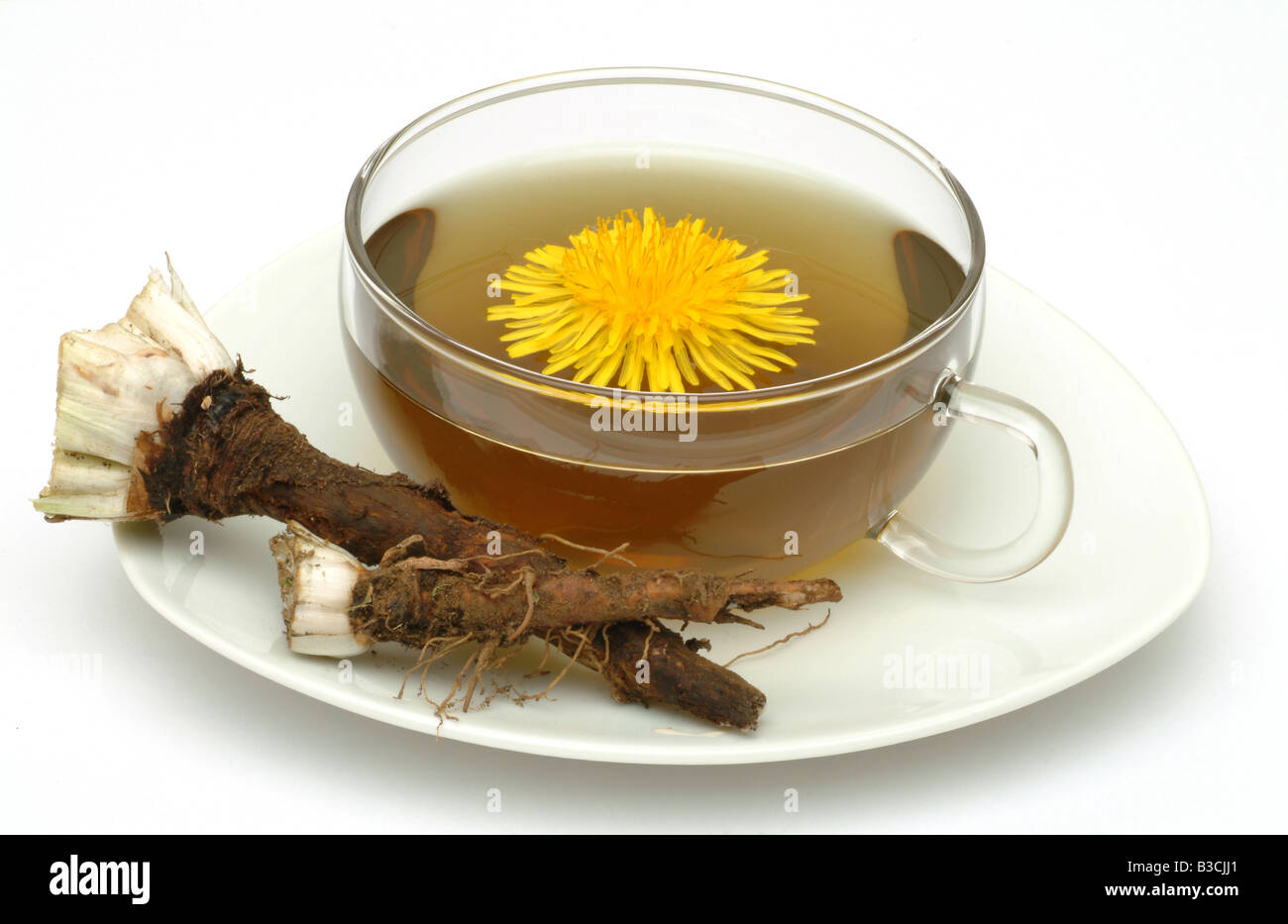 Tè medicinali fatta di Taraxacum officinale pianta medicinale comune tè di tarassaco pianta medicinale Soffione Dente de leone te Foto Stock