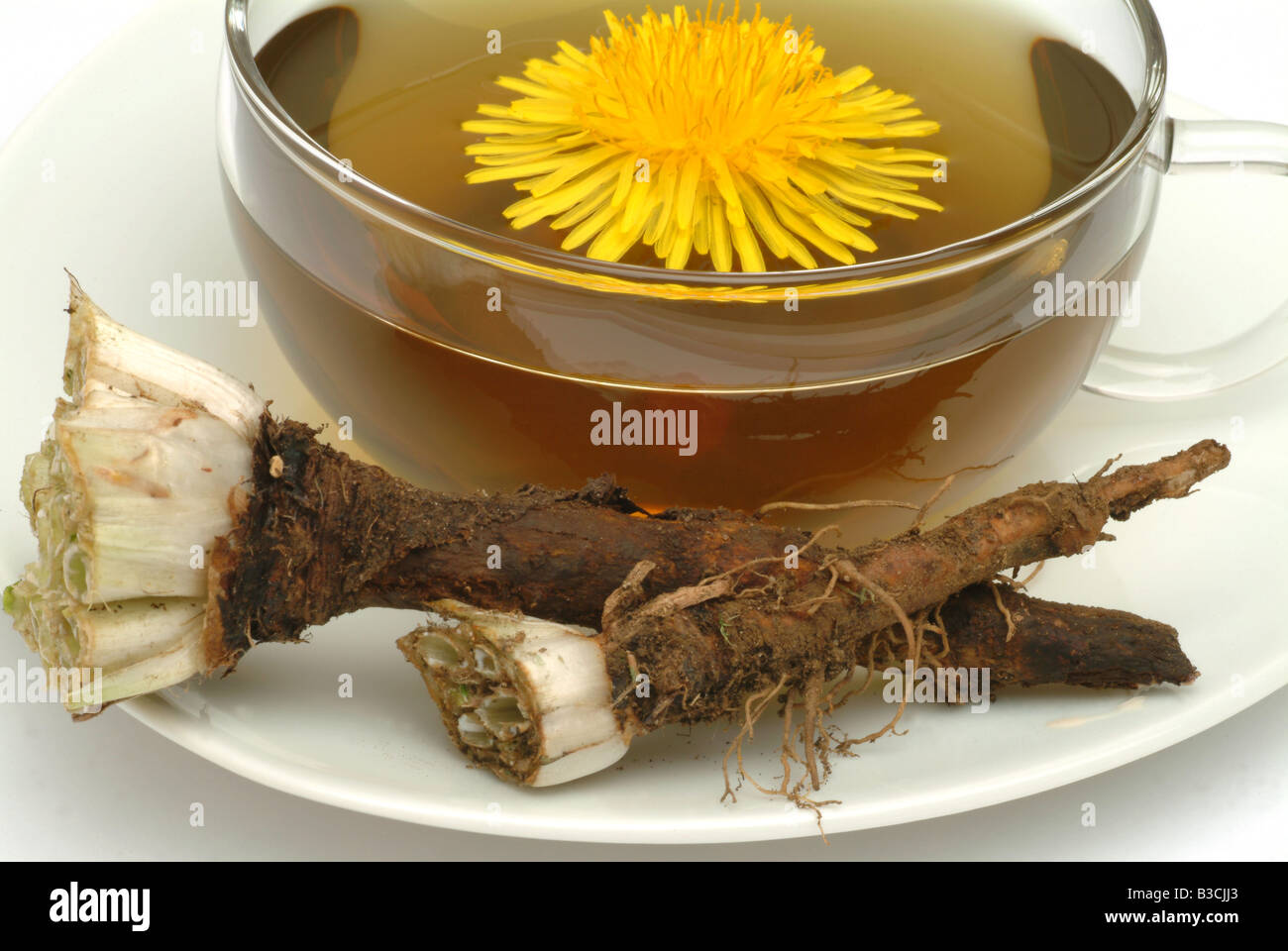 Tè medicinali fatta di Taraxacum officinale pianta medicinale comune tè di tarassaco pianta medicinale Soffione Dente de leone te Foto Stock