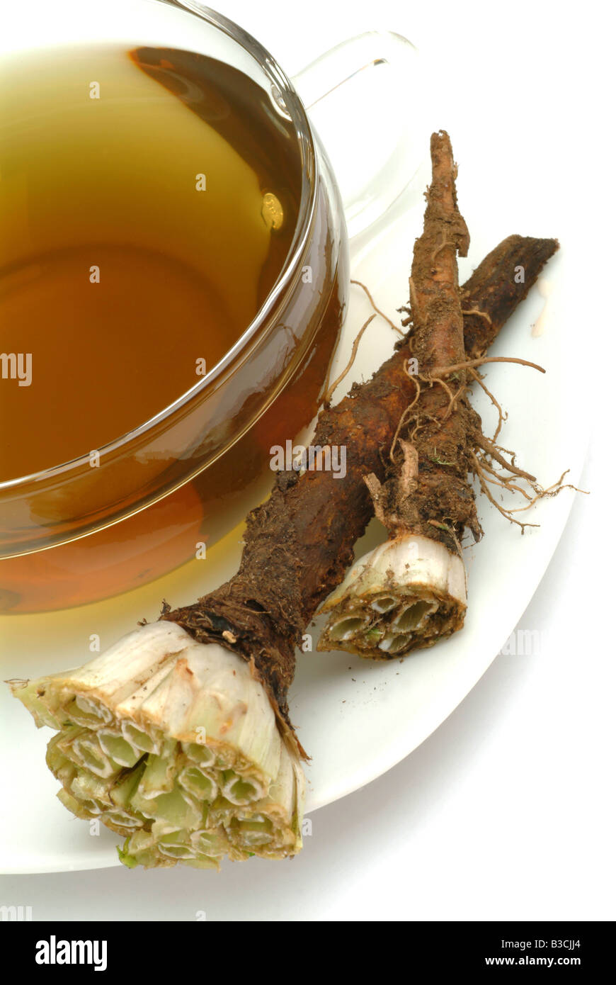 Tè medicinali fatta di Taraxacum officinale pianta medicinale comune tè di tarassaco pianta medicinale Soffione Dente de leone te Foto Stock