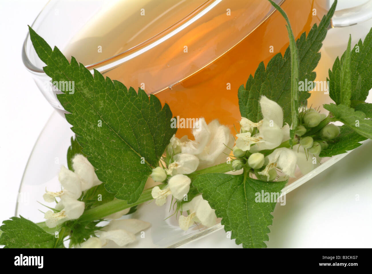 Tè medicinali fatta di morti bianche fresche di ortica parti e tazza di tè alle erbe di piante medicinali Falsa ortica bianca te Foto Stock