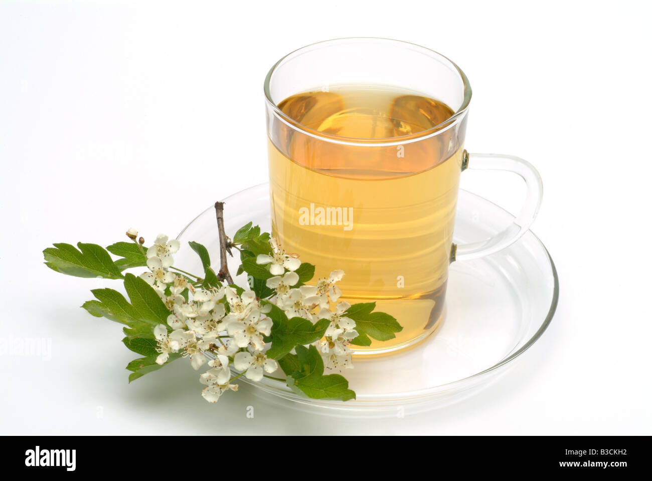 Tè medicinali fatta di biancospino parti di fresco e la tazza di tè alle erbe di piante medicinali Biancospino comune te Foto Stock