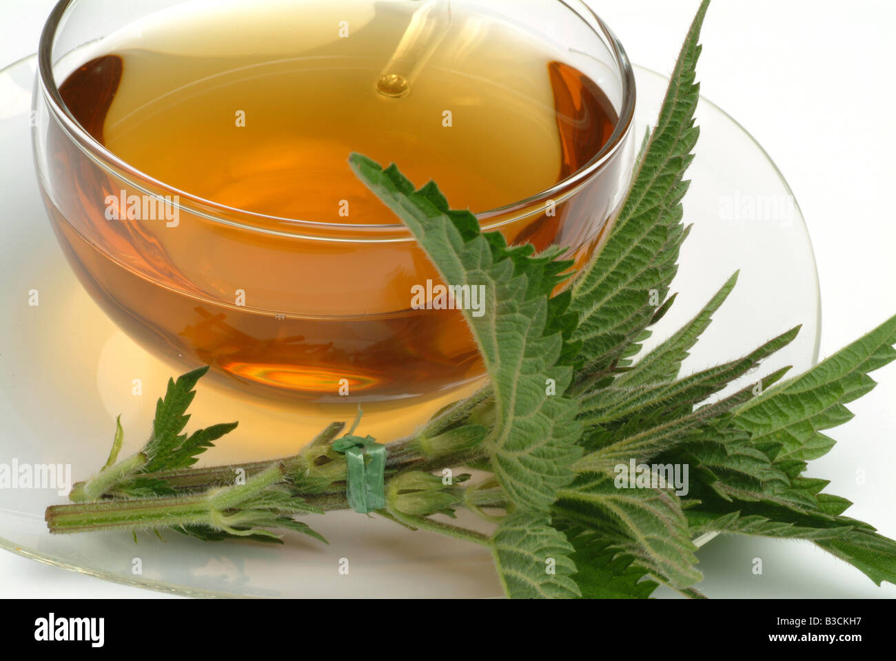 Tè medicinali realizzato in comune ortica ortica parti di fresco e la tazza di tè alle erbe di piante medicinali Ortica comune te Foto Stock