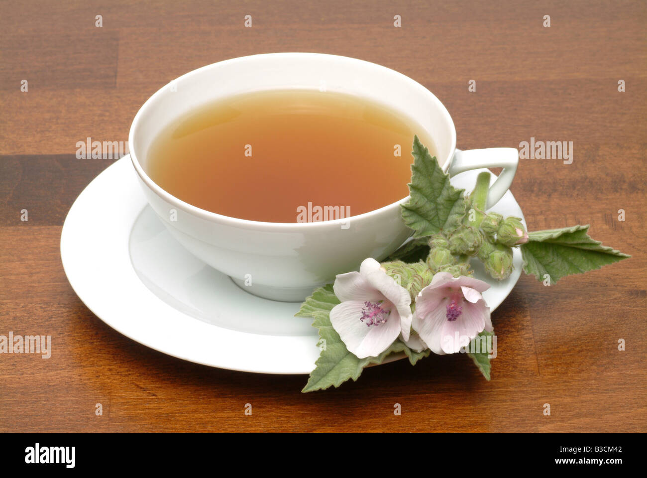 Herbtea fatta di Marshmallow Althaea officinalis Altea Marshmallowtea Marshmallow tè infuso di Altea Foto Stock