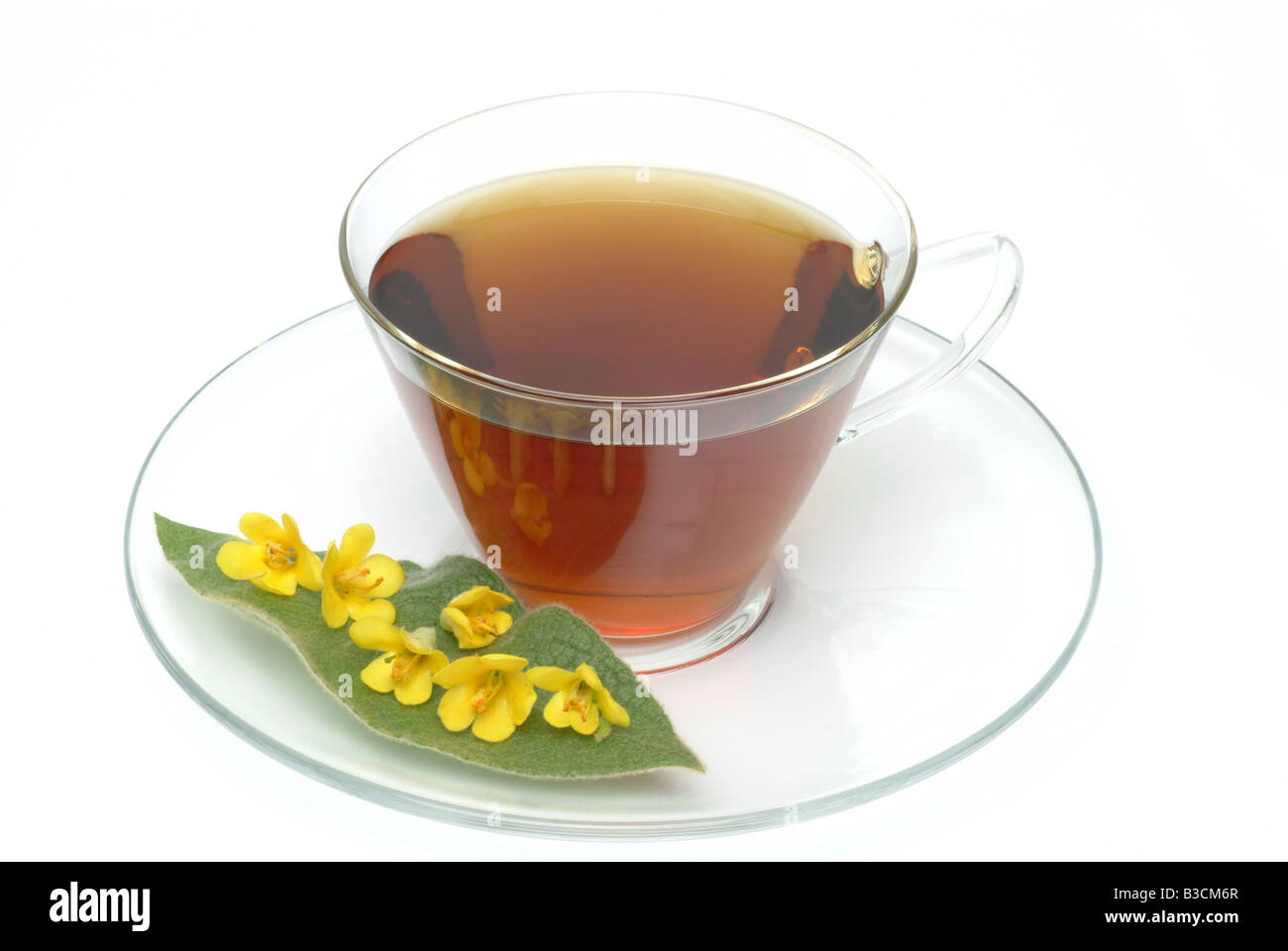 Tè medicinali fatta di grande mullein Molène densiflora nigrum Verbasco thapsus barbasso falso Foto Stock