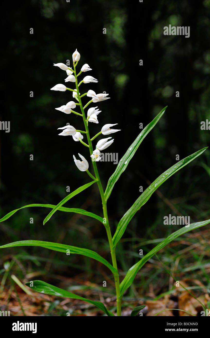 Spada lasciato Helleborine, Cephalanthera longifolia, Orchidea Foto Stock