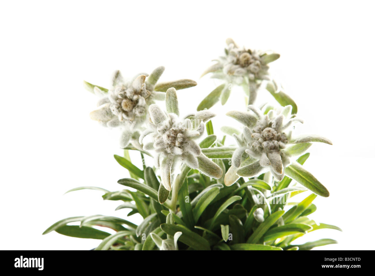 Edelweiss fiori (Leontopodium alpinum) Foto Stock