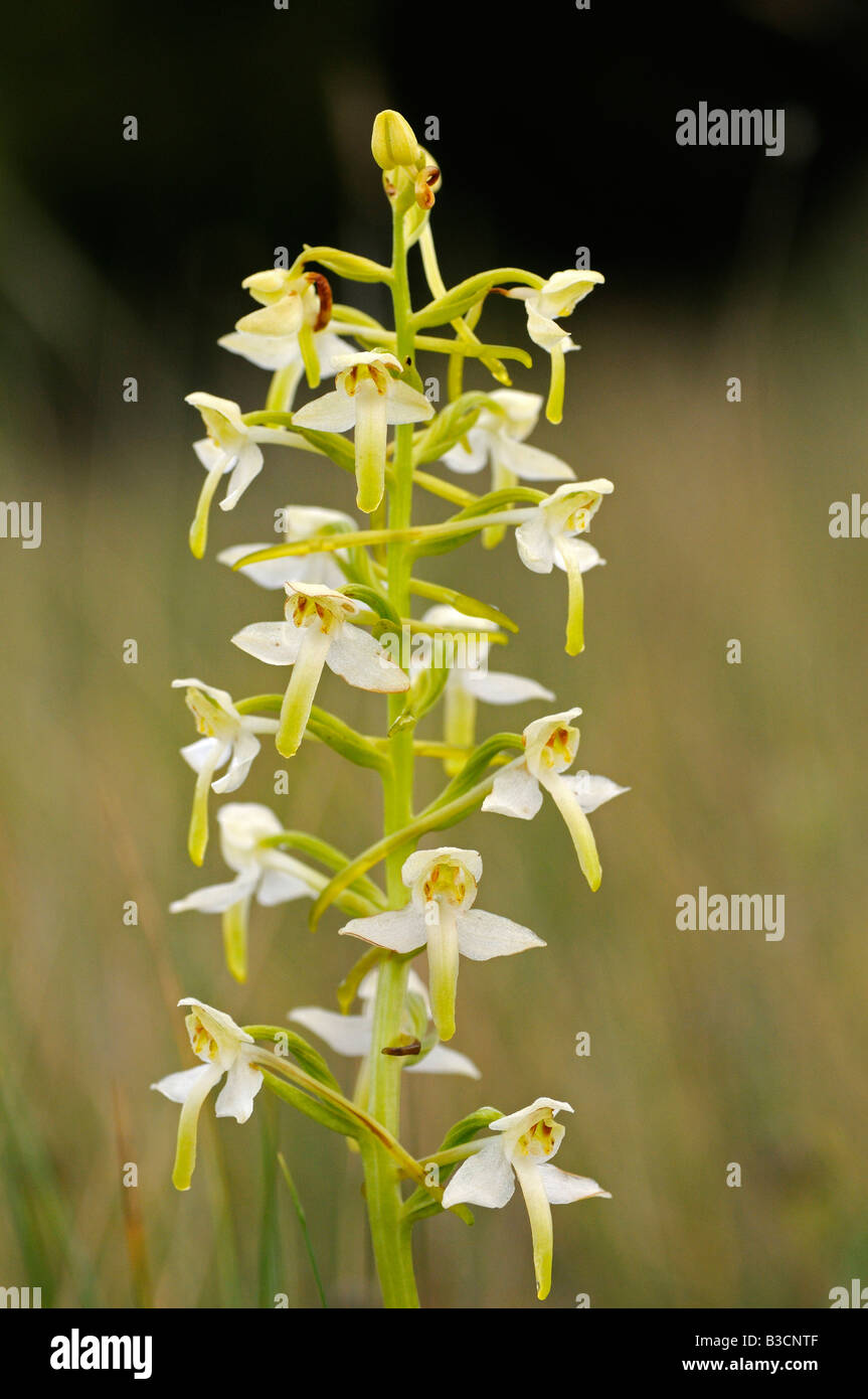 Greater Butterfly Orchid, Platanthera chlorantha, Orchid Foto Stock