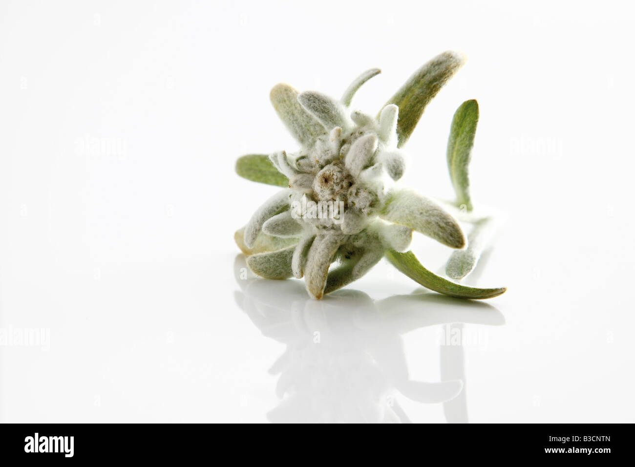 Edelweiss fiori (Leontopodium alpinum) Foto Stock