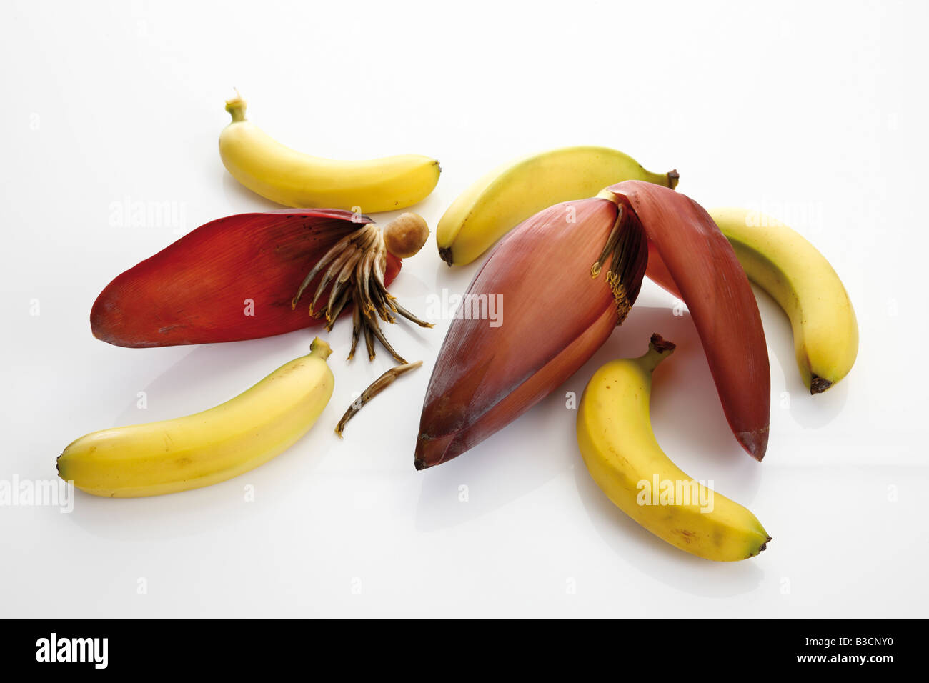 Banana Flower e banane, vista in elevazione Foto Stock