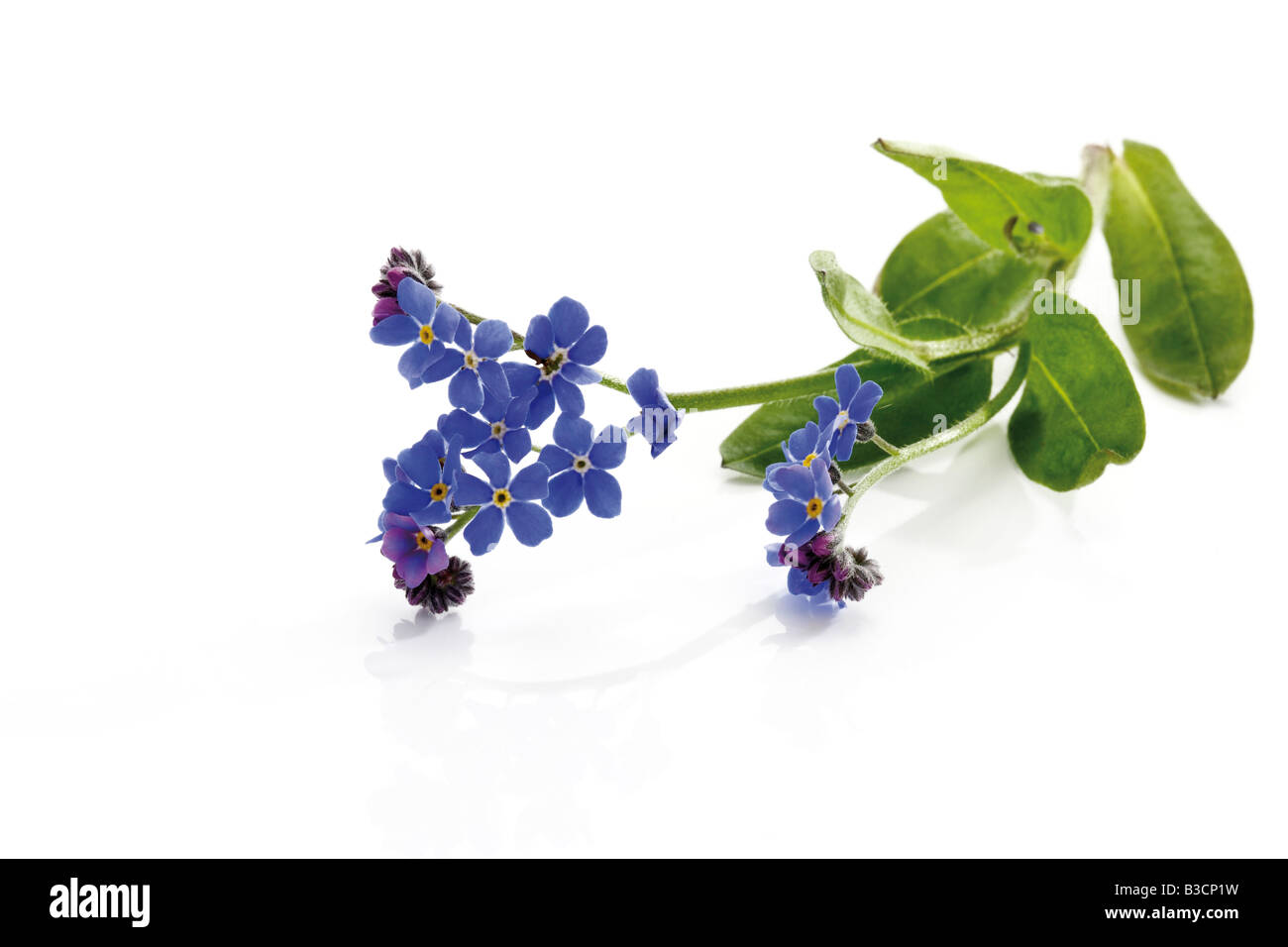 Dimenticare-me-non (Myosotis sylvatica), vista in elevazione Foto Stock