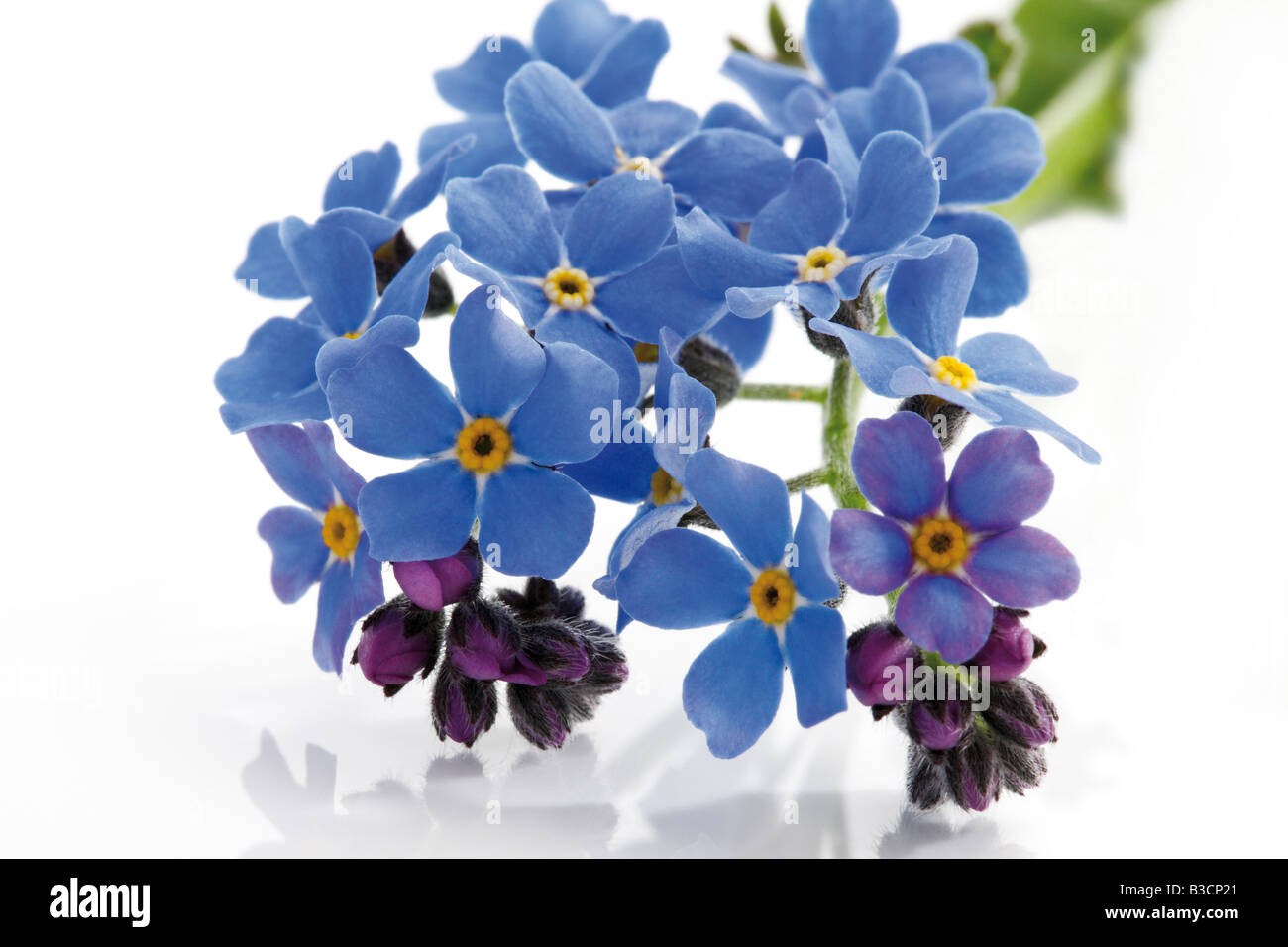 Dimenticare-me-non (Myosotis sylvatica), close-up Foto Stock