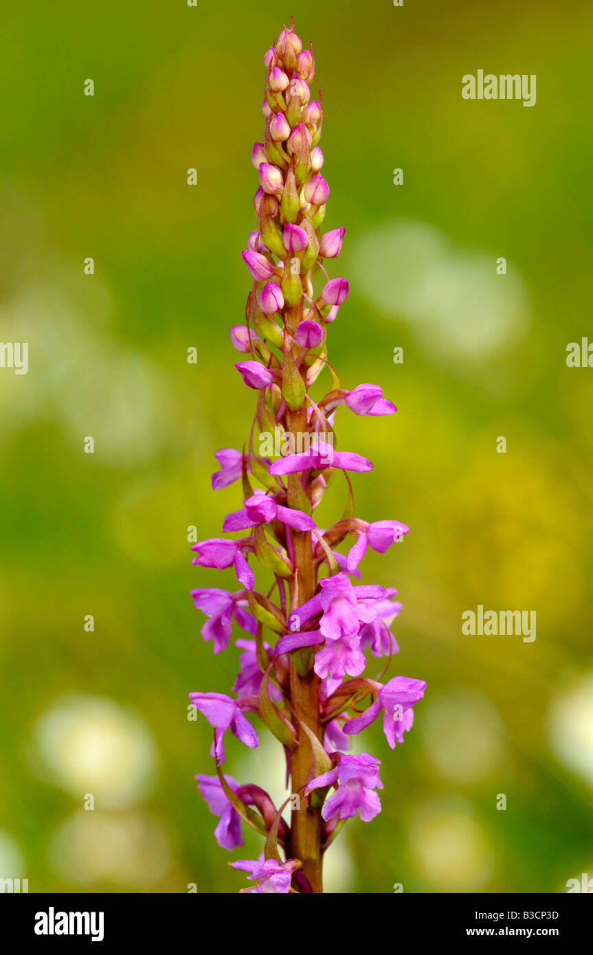 Fragrante, orchidee Gymnadenia conopsea Foto Stock