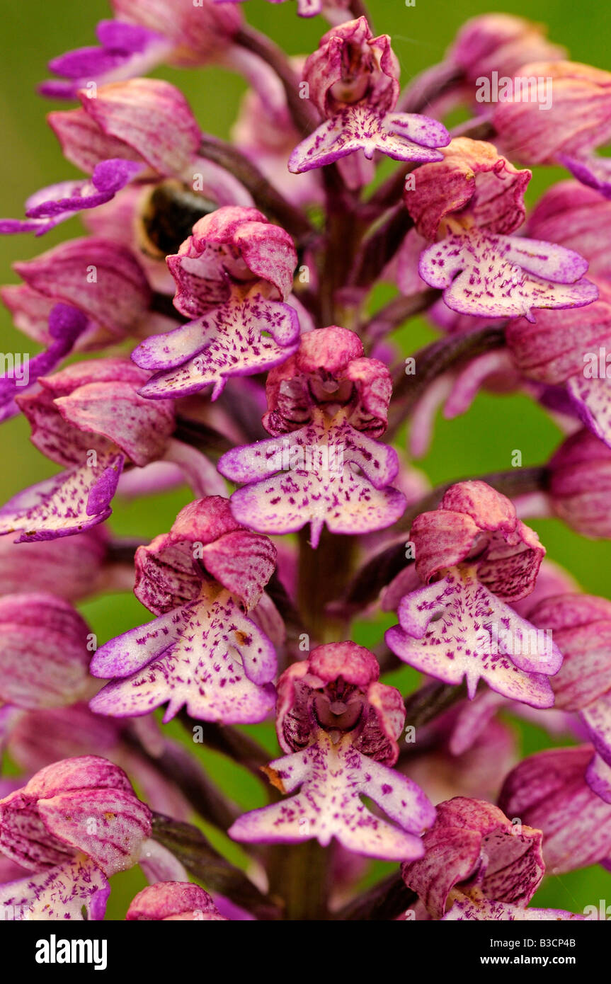 Lady Orchid, Orchis purpurea, Orchidea Foto Stock
