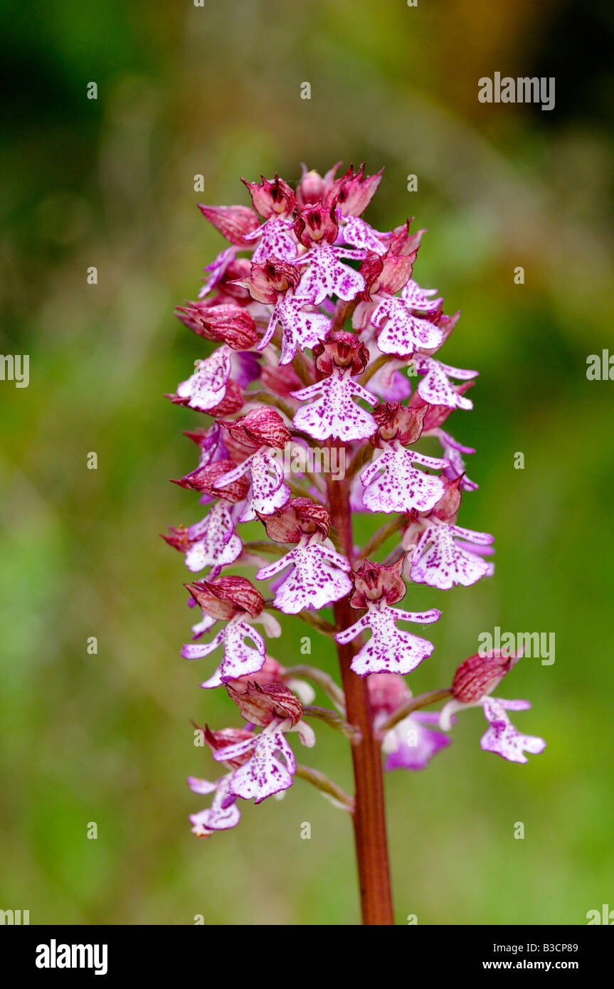 Lady Orchid, Orchis purpurea, orchidea terrestre, Auvergne, Francia Foto Stock