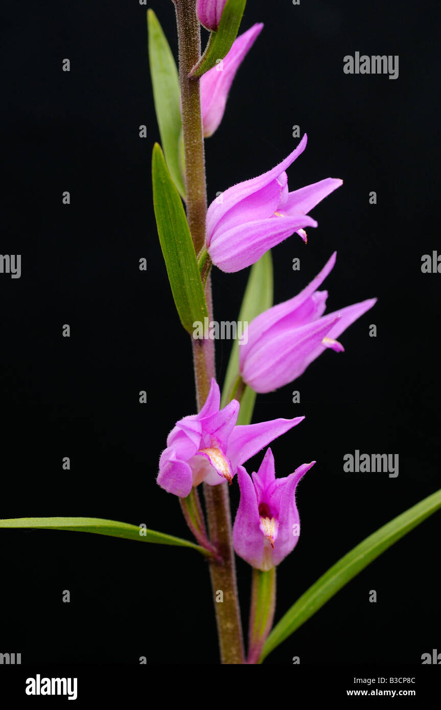 Rosso Helleborine, Cephalanthera rubra, Orchidea, Svizzera Foto Stock