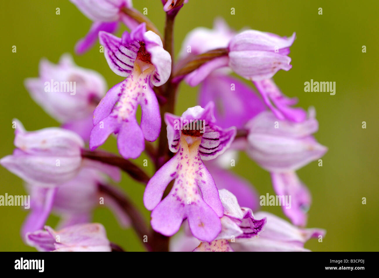 Orchidea militare, Orchis militaris, Orchidea Foto Stock