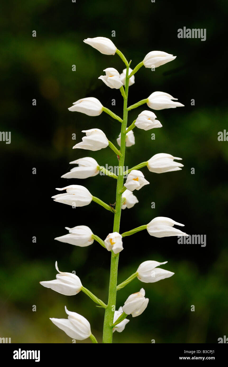 Spada lasciato Helleborine, Cephalanthera longifolia Orchid Foto Stock