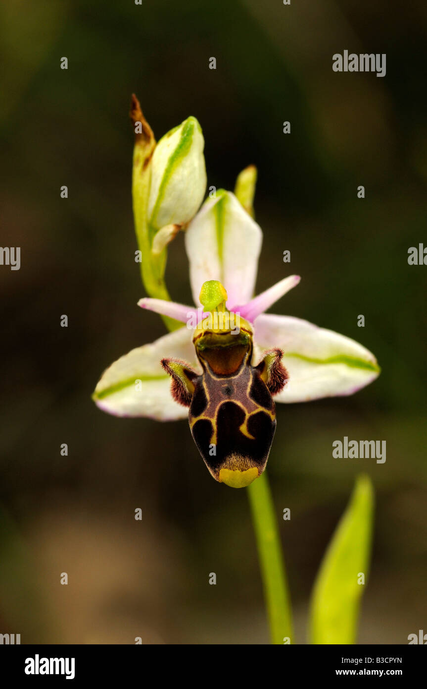 Orchidea boscaiolo, Ophrys scolopax, Orchidea terrestre, Auvergne, Francia Foto Stock