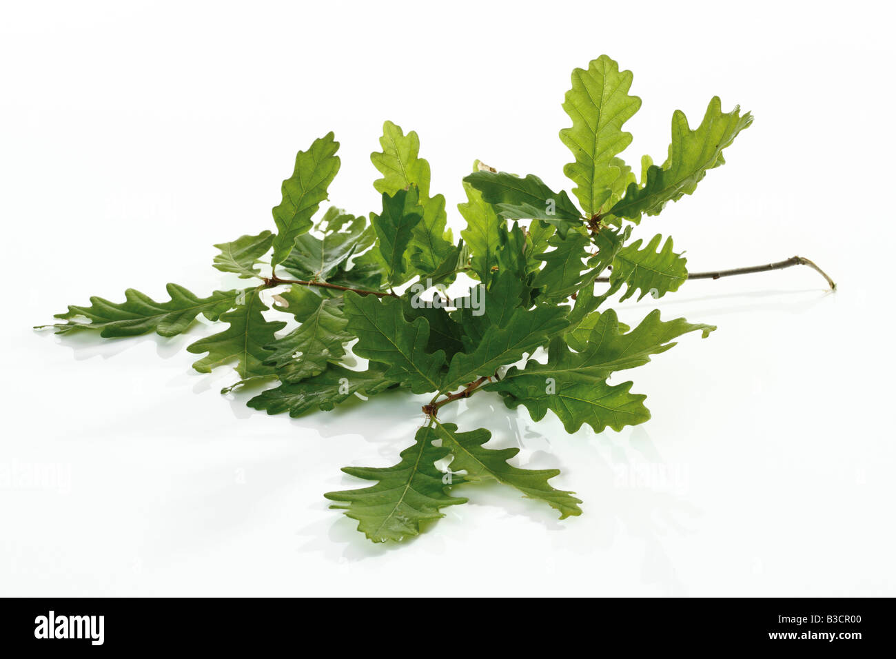 Foglie di quercia, close-up Foto Stock