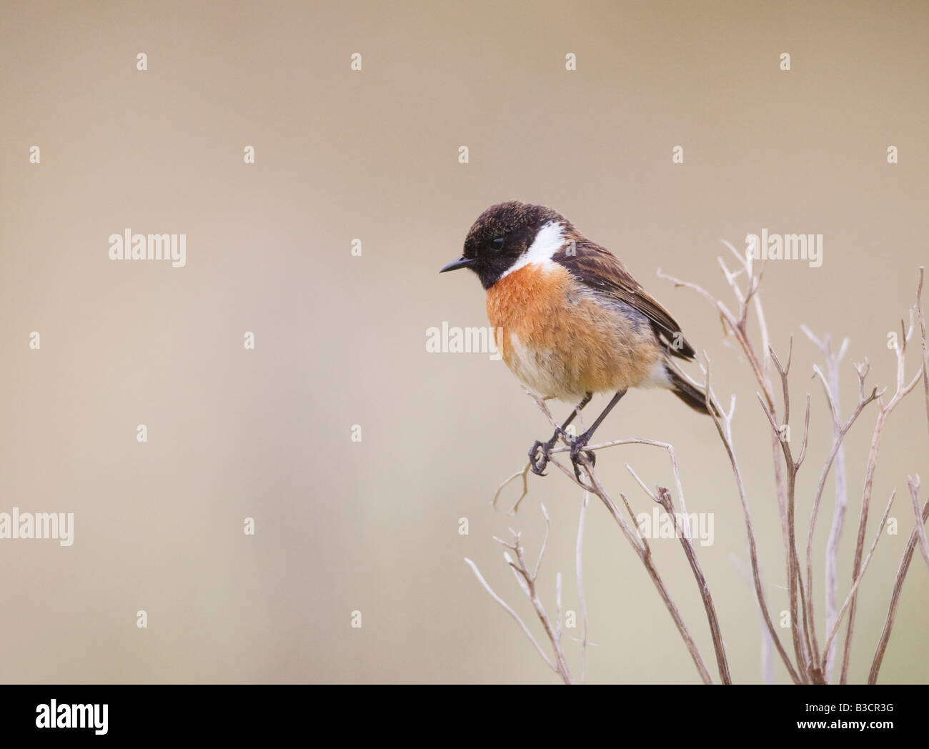 Saxicola torquata stonechat prese sulla West Wales coast UK Foto Stock