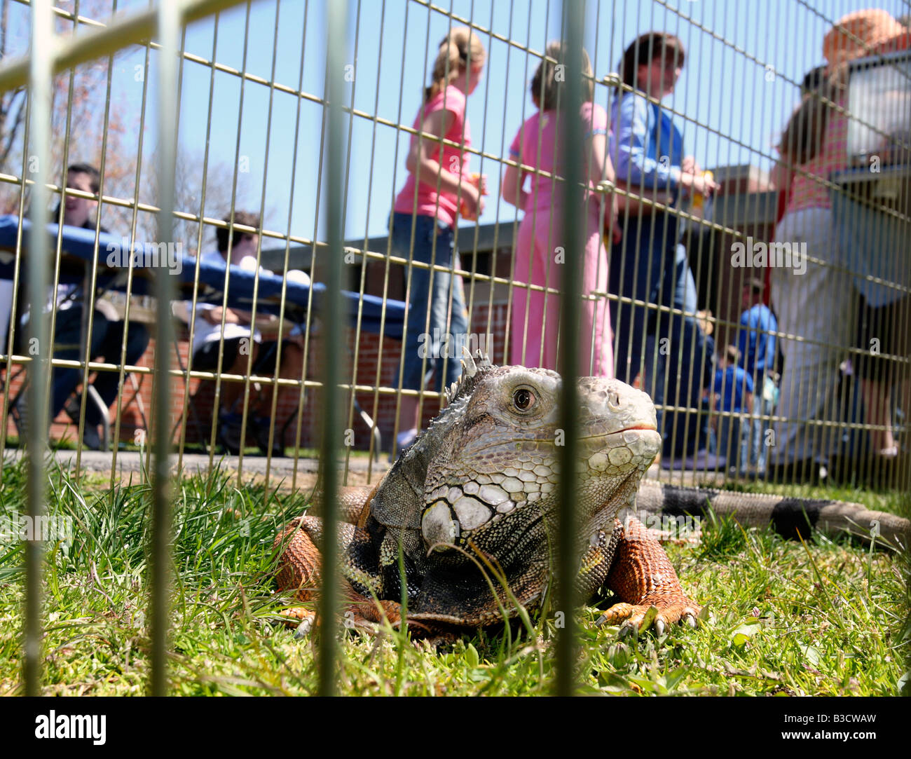 Gabbia di Iguana school science fair Foto Stock