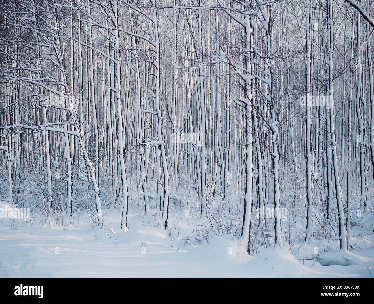 Coperte di neve alberi in Polonia Foto Stock