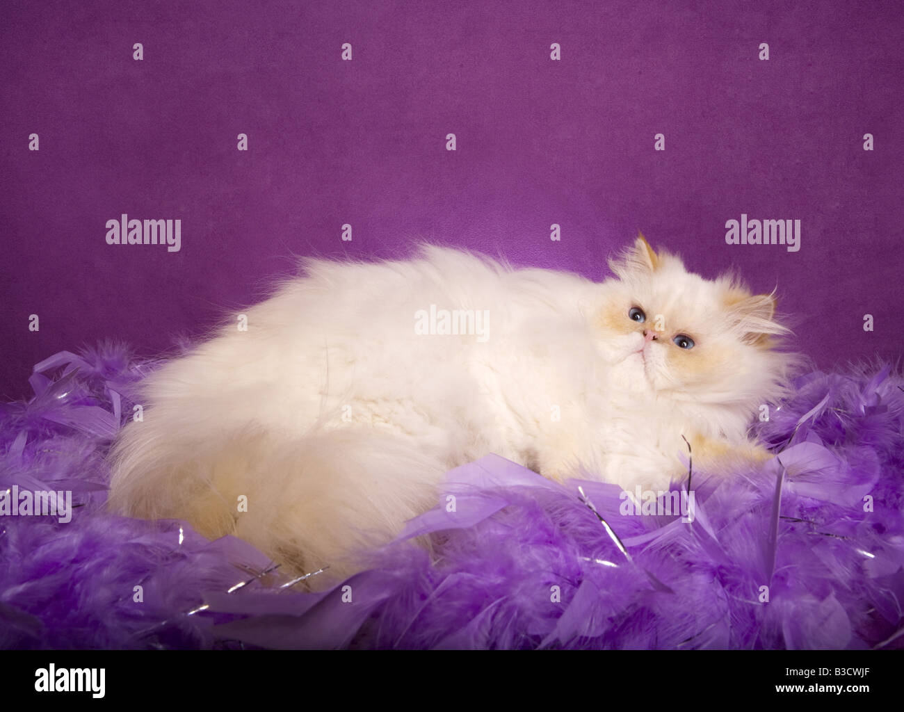 Splendido punto di fiamma Himalayan Gatto sdraiato su sfondo viola con lavanda feather boa Foto Stock