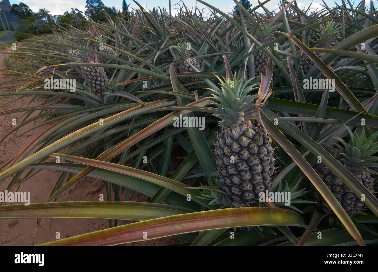 Ananassi crescente nel Queensland Australia Foto Stock