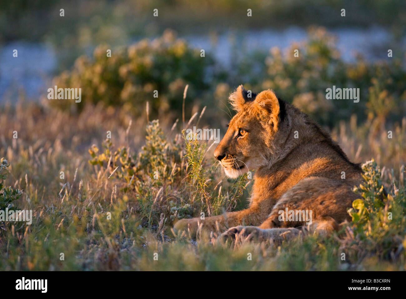 Africa, Botswana, Leonessa (Panthera leo) Foto Stock