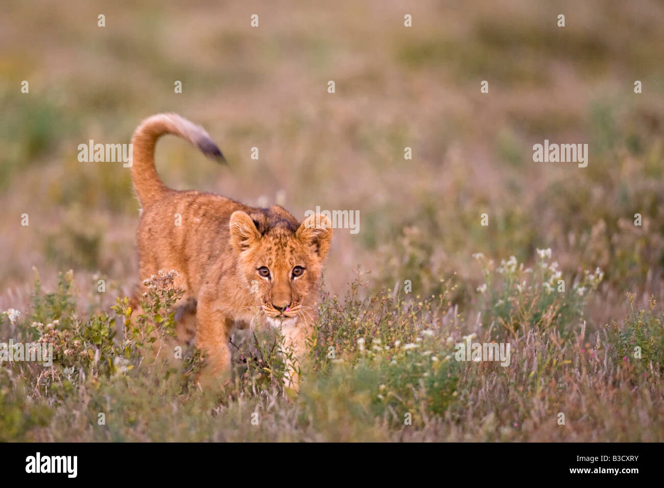 Africa, Botswana, Lion cub (Panthera Leo) Foto Stock