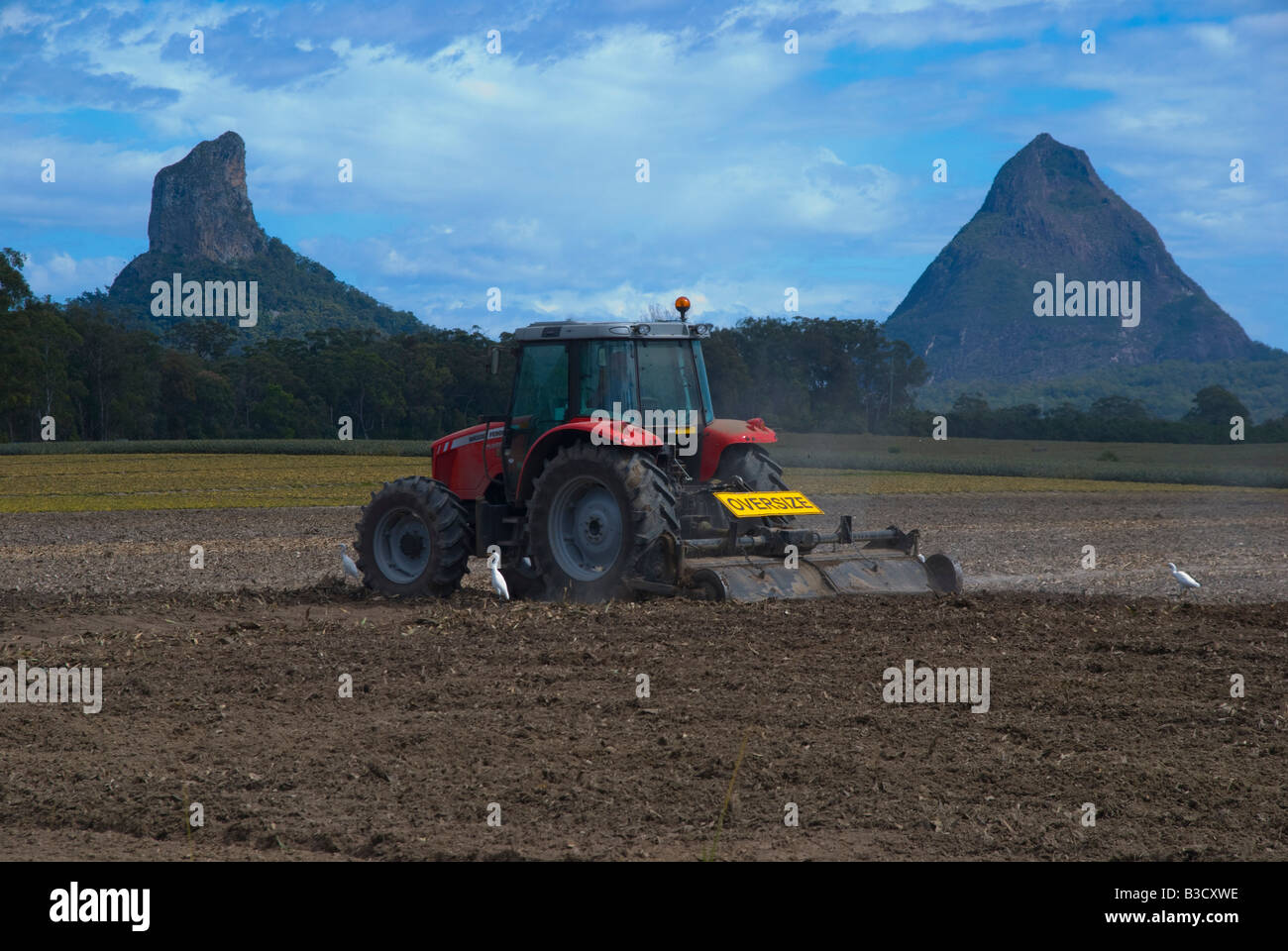 Un agricoltore arare i campi di una piantagione di Ananas vicino La Glasshouse Mountains nel Queensland Australia Foto Stock