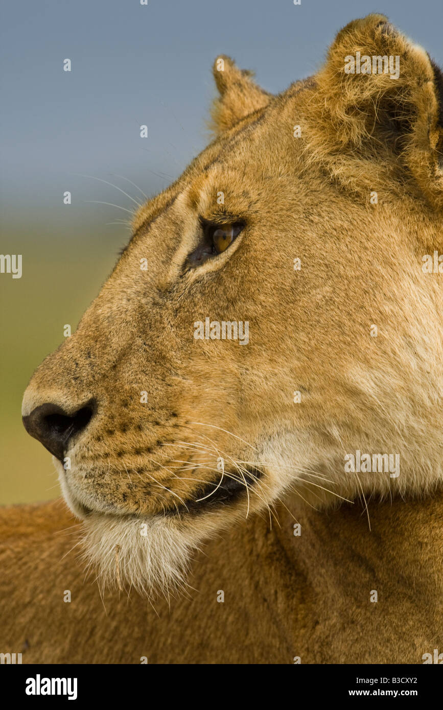 Chiudere dettagliate profilo testa ritratto femminile di African Lion Panthera Leo blue sky soft focus sfondo da Masai Mara, Kenya Foto Stock