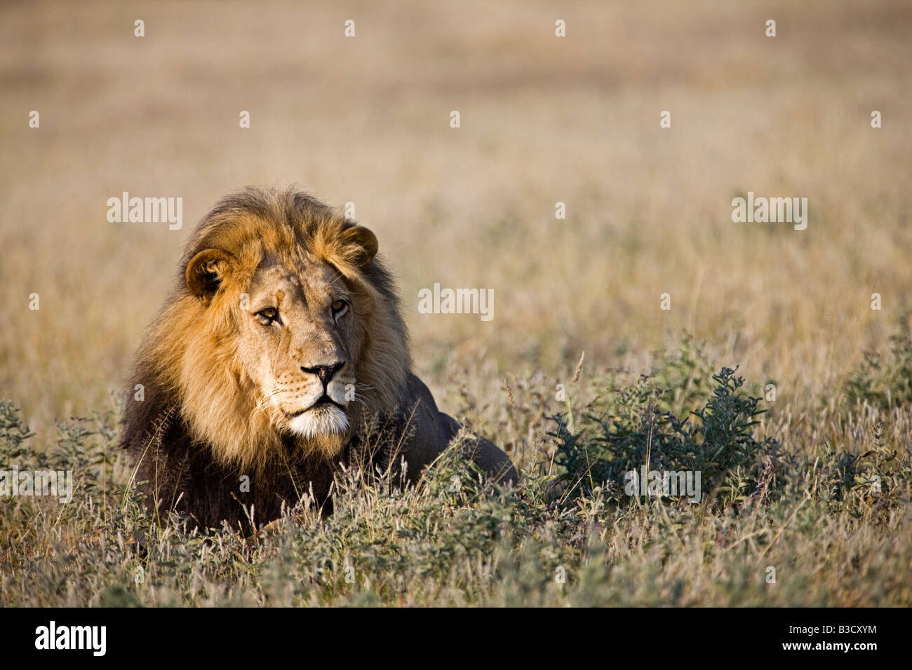 Africa, Botswana, maschio adulto lion (Panthera leo) in appoggio sull'erba Foto Stock