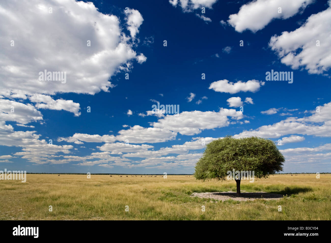 Africa, Botswana, Umbrella Thorn acacia (acacia tortilis) con sfondo panoramico Foto Stock