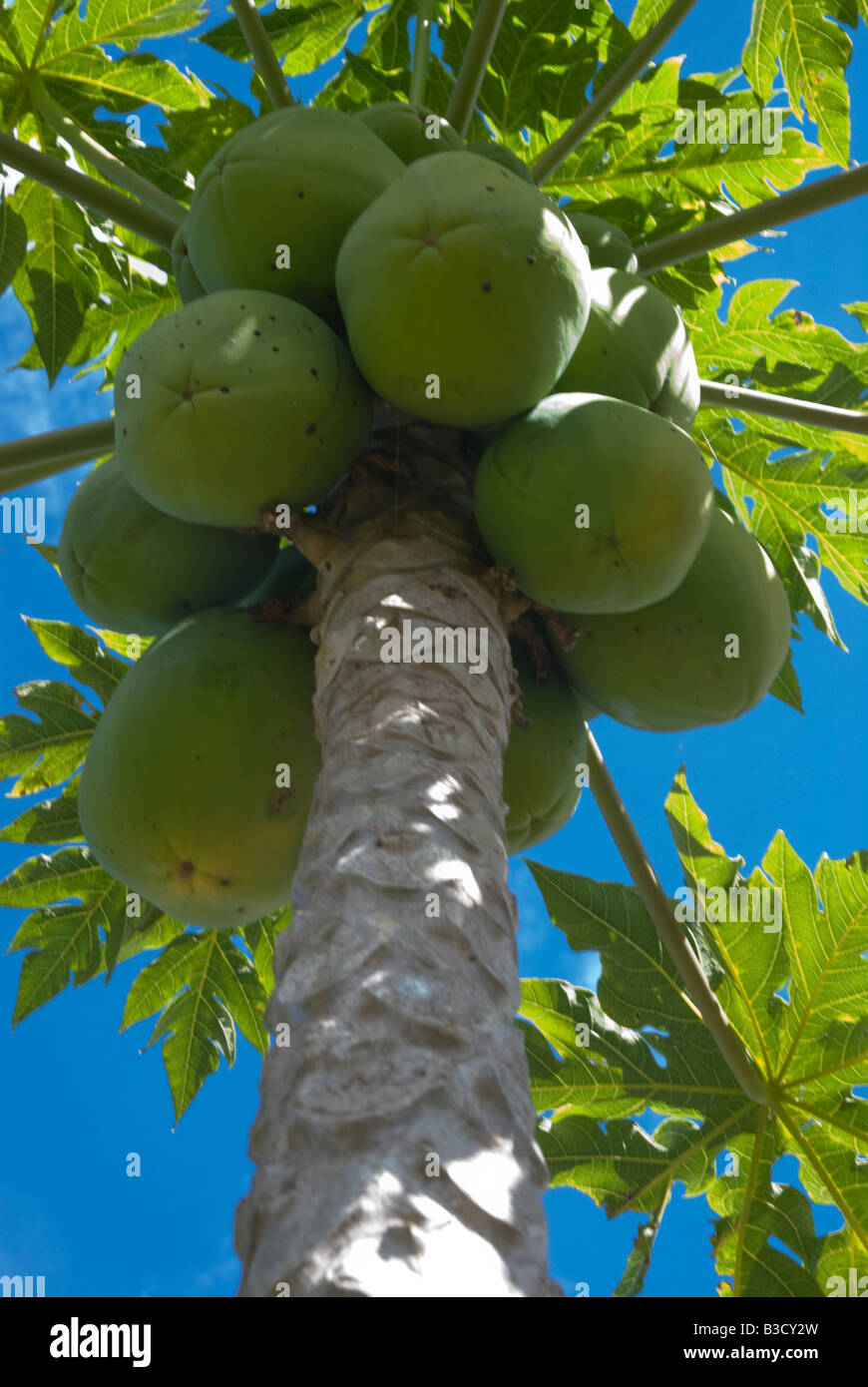 La maturazione papaya su albero nel Queensland Australia Foto Stock