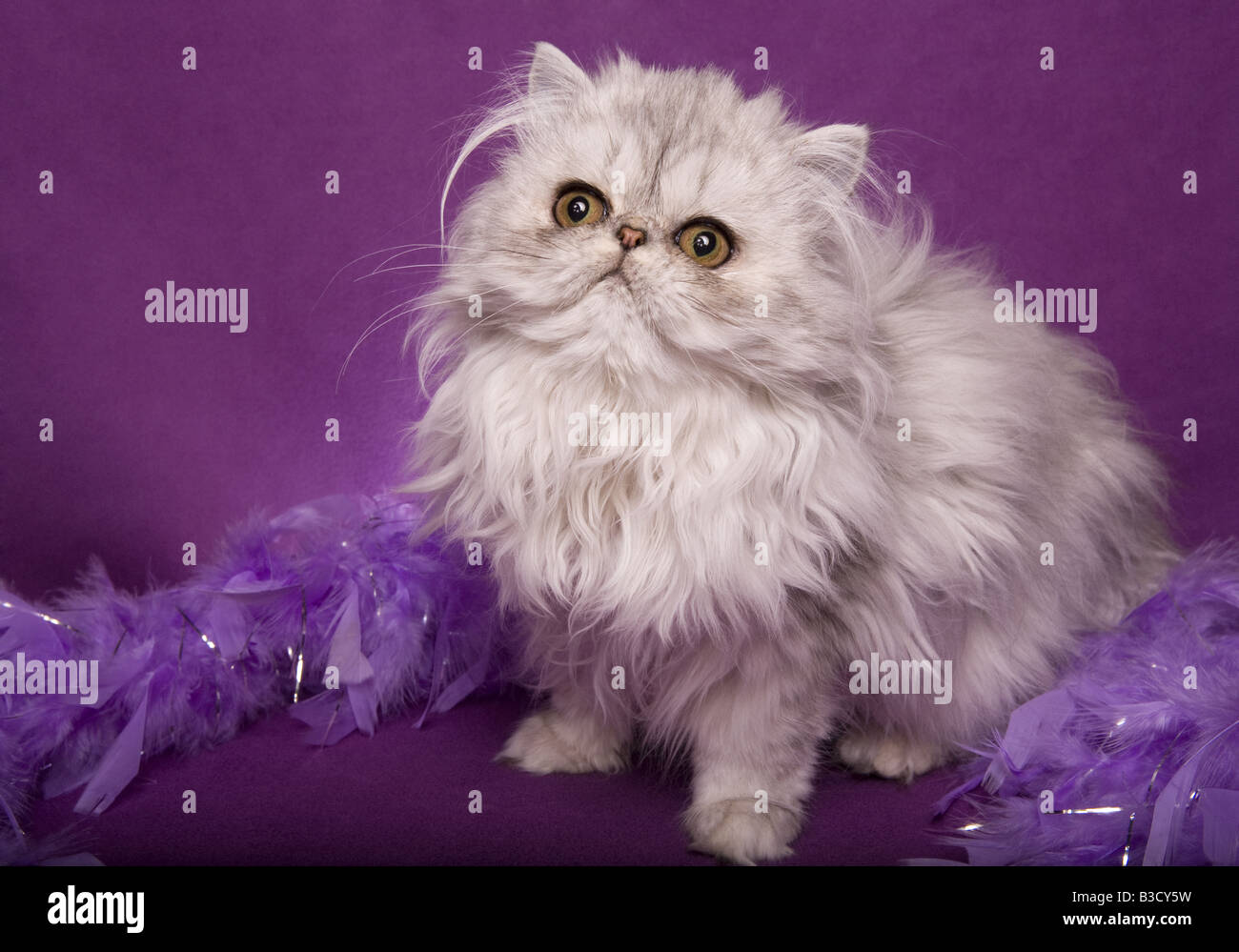 Argento gatto persiano su sfondo viola e una piuma viola boa Foto Stock