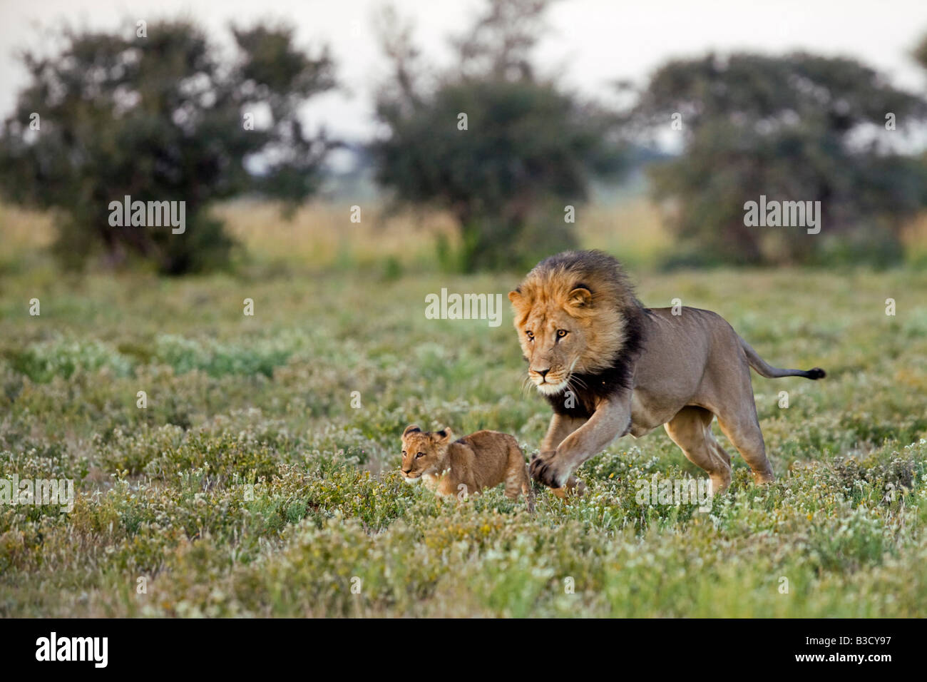 Africa, Botswana, maschio adulto lion (Panthera leo) e cub Foto Stock