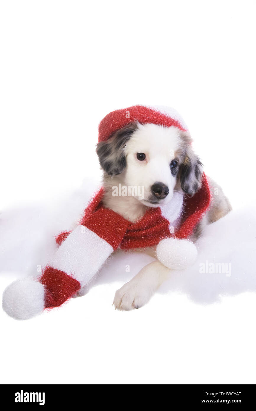 Miniature australian shepherd puppy red merle Immagini senza sfondo e Foto  Stock ritagliate - Alamy