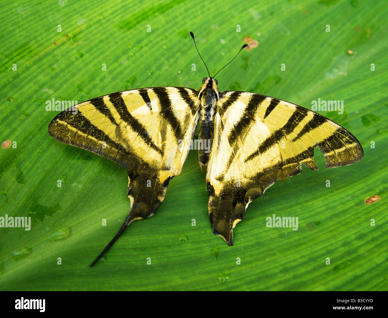 Tiger coda di rondine butterfly Foto Stock