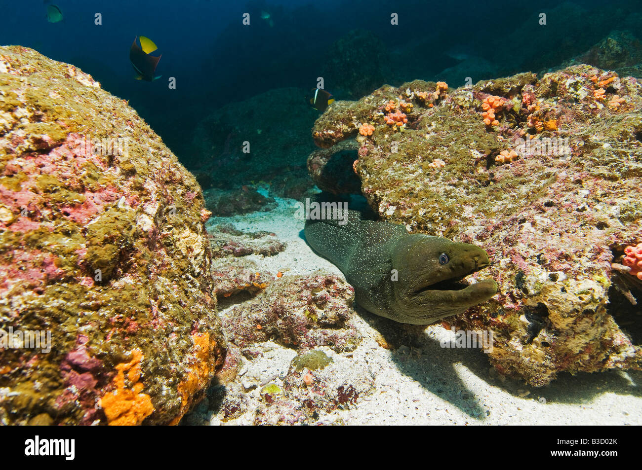 Isole Galapagos, Ecuador, chiazzato moray eel (Gymnothorax) Foto Stock