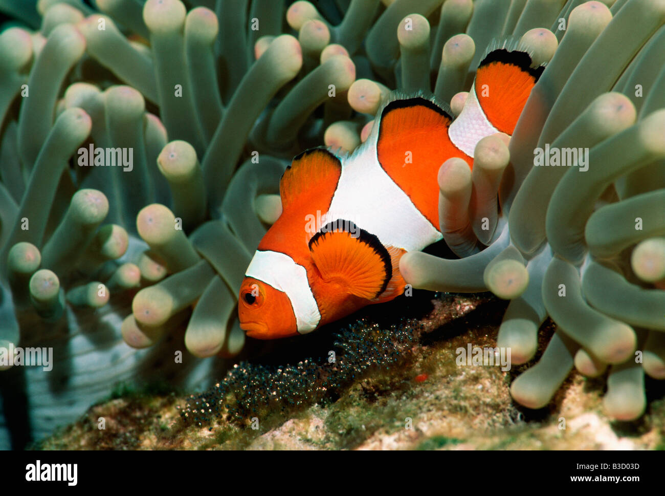 Western clown anemonefish Amphiprion ocellaris tendente eyed uova Bunaken Sulawesi Indonesia Foto Stock