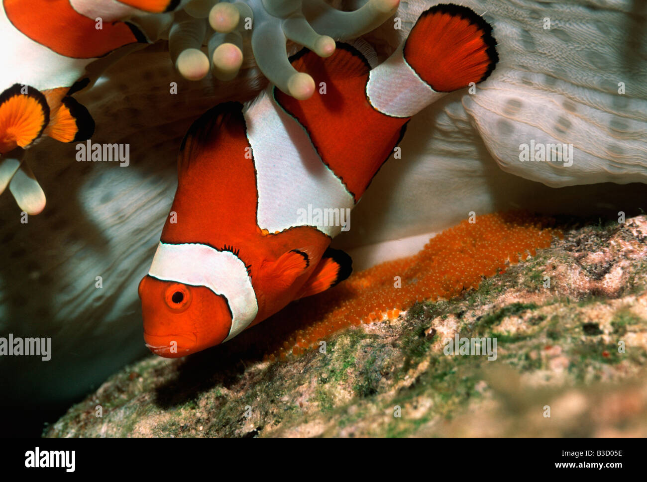 Western clown anemonefish Amphiprion ocellaris tendente uova deposte di fresco di Bunaken indonesia sulawesi Foto Stock