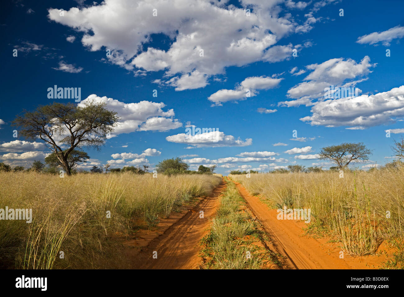 Africa, Botswana,via attraverso il deserto Kalahari Foto Stock