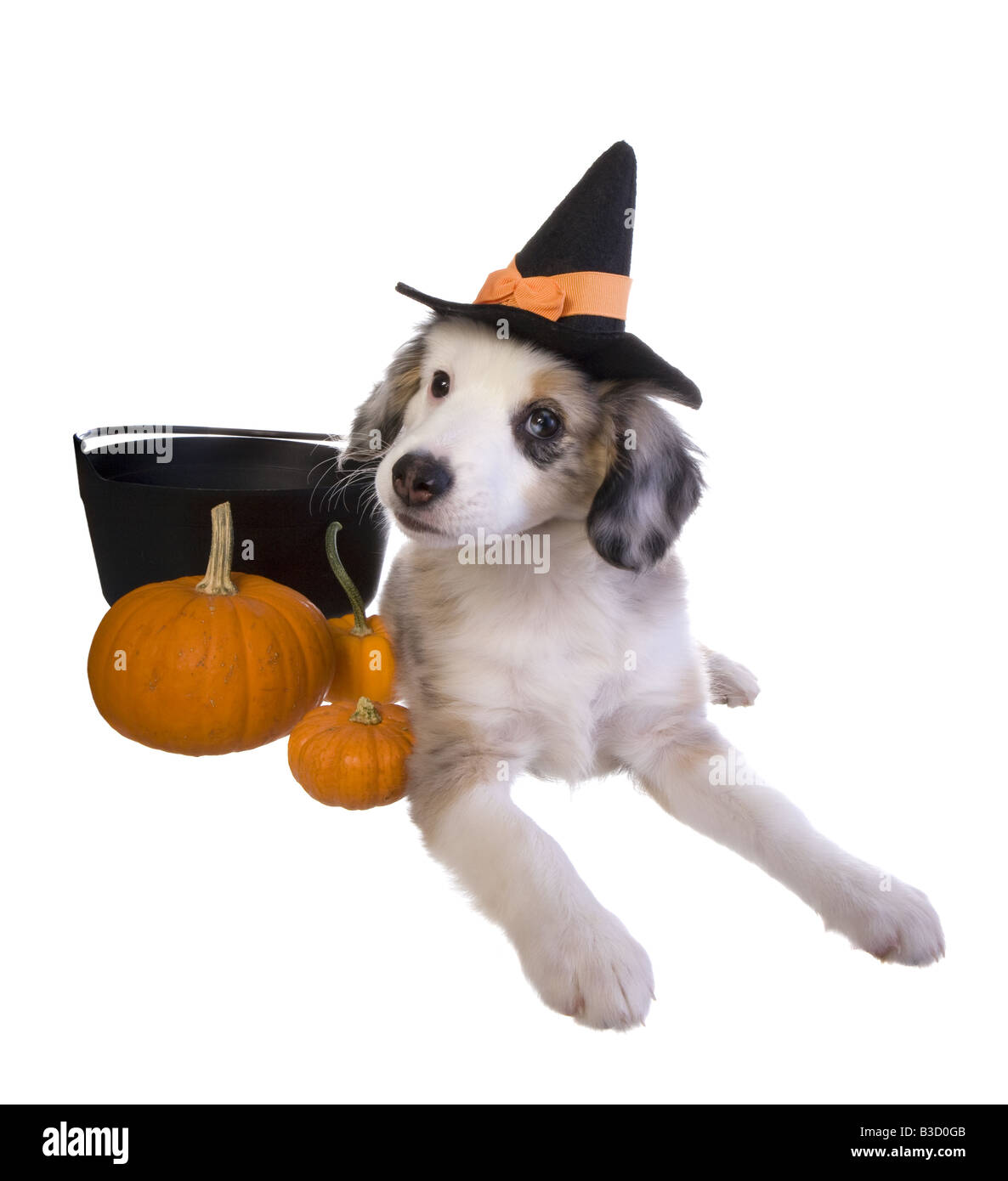 Carino in miniatura di Halloween pastore australiano cucciolo indossando witch hat con zucche e pot isolati su sfondo bianco Foto Stock