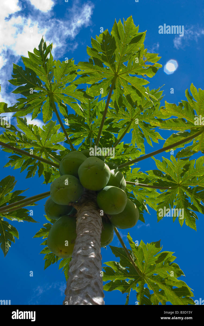 La maturazione papaya su albero nel Queensland Australia Foto Stock