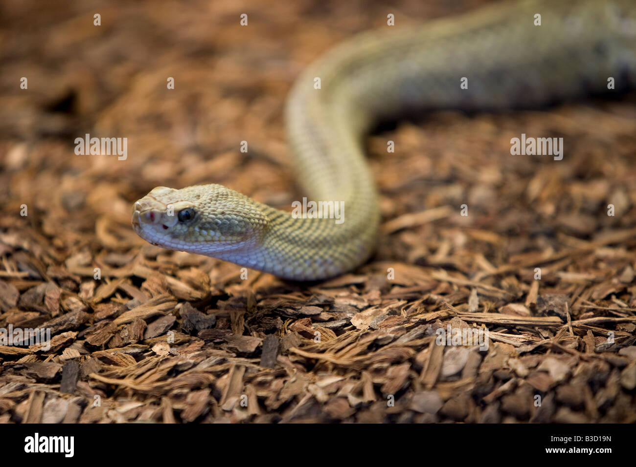 Serpente a sonagli Foto Stock