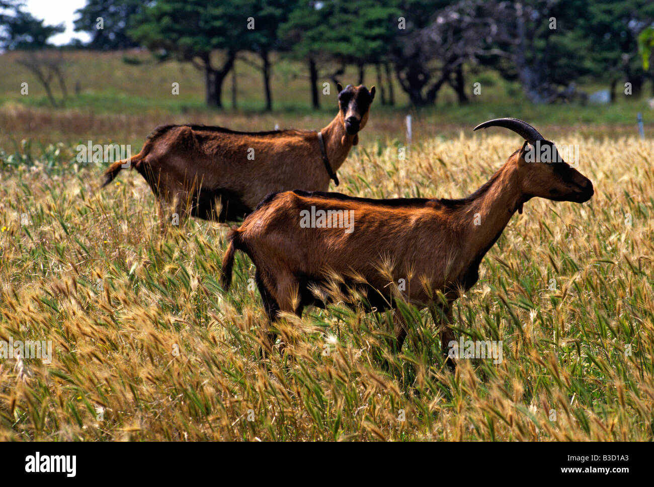 Alpine capre pascolano in erba aperta Foto Stock