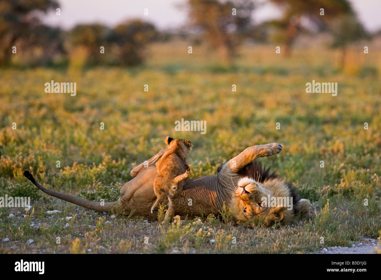 Africa, Botswana, maschio adulto lion (Panthera leo) e LION CUB Foto Stock