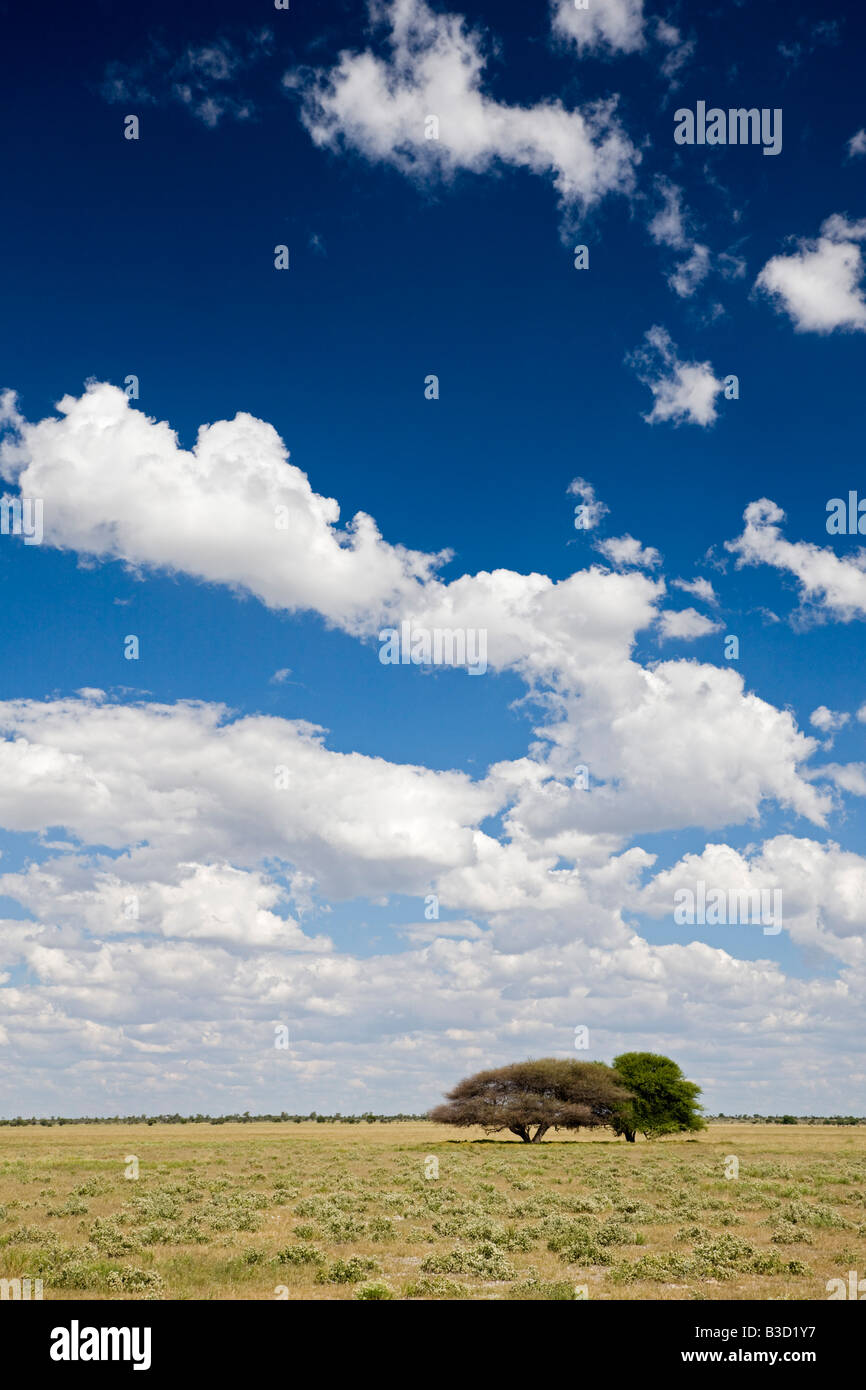 Africa, Botswana, Umbrella Thorn acacia (acacia tortilis) con sfondo panoramico Foto Stock